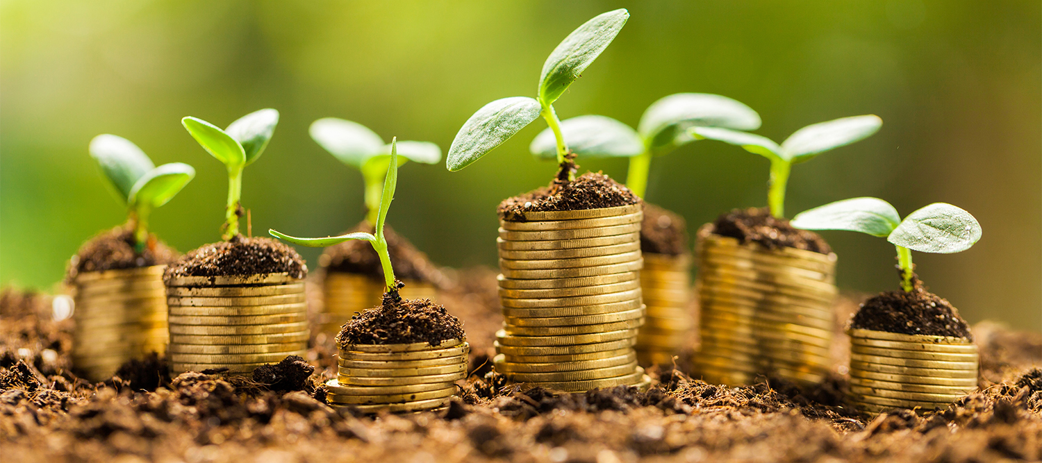 Plant sprouts on stacks of loonies