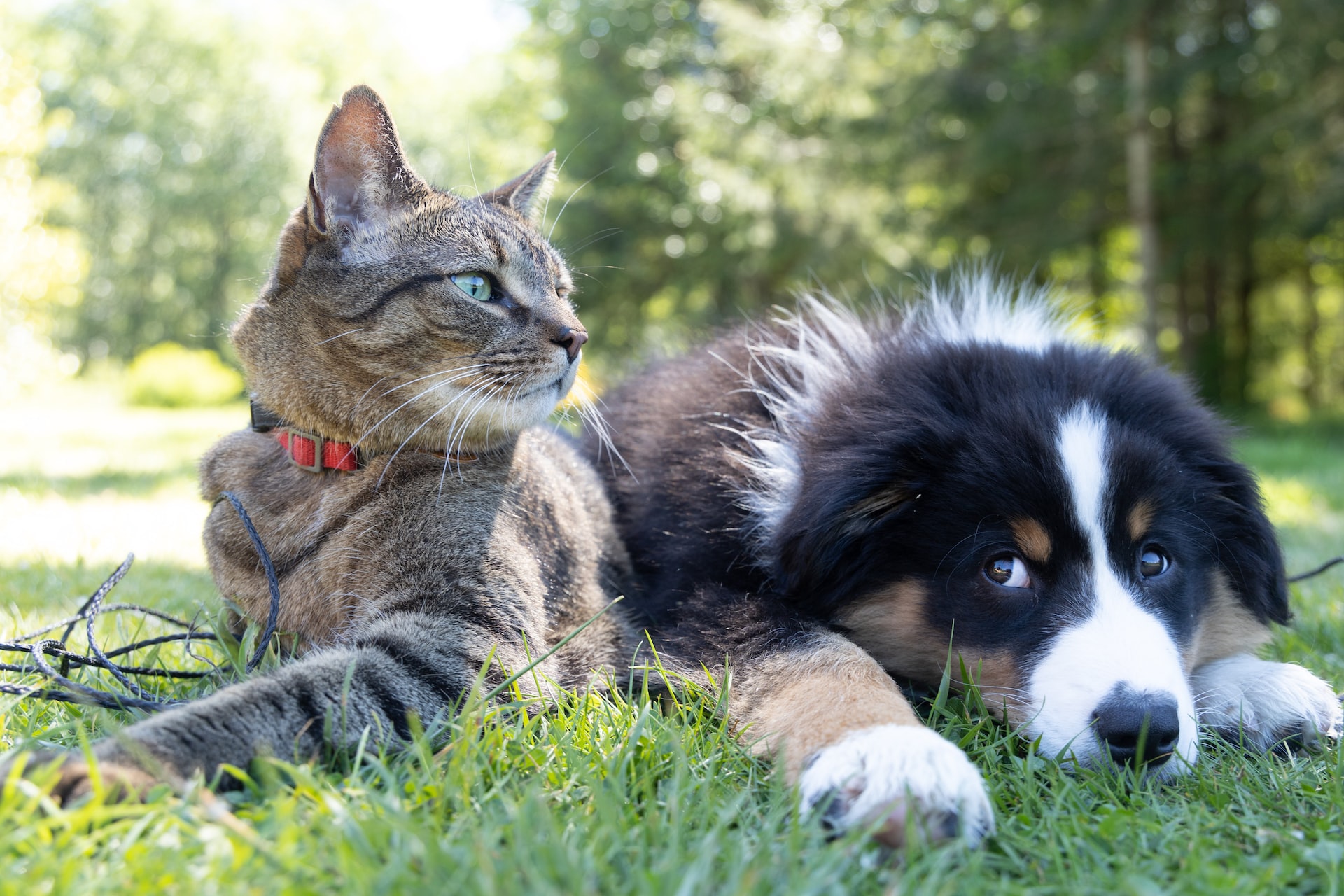 Cat and Dog Resting